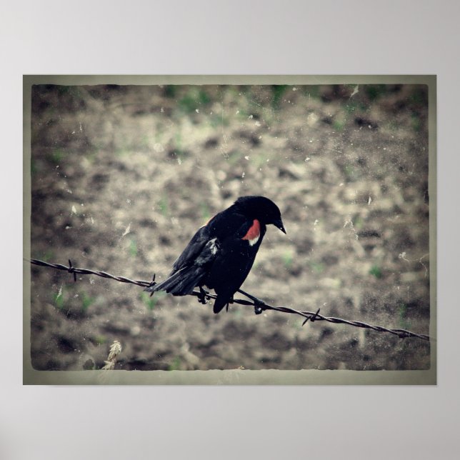 Poster Red Wing Blackbird Faux Vintage (Frente)