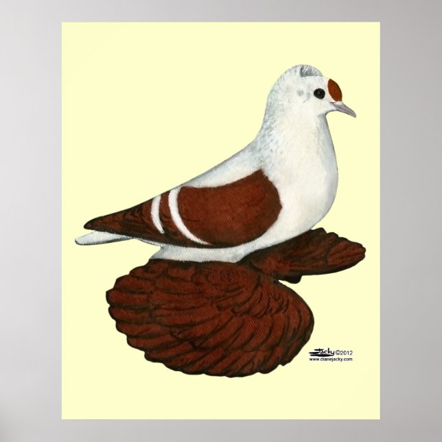 Póster Red Wing Pigeon (Frente)