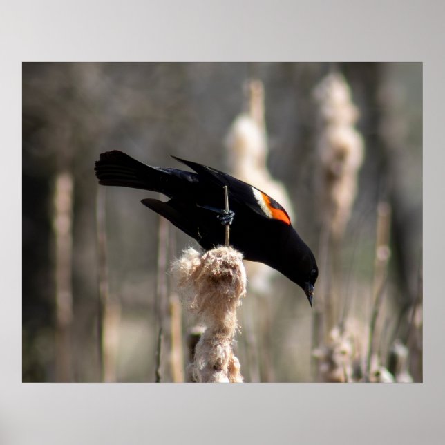 Poster Red Winged Blackbird (Frente)