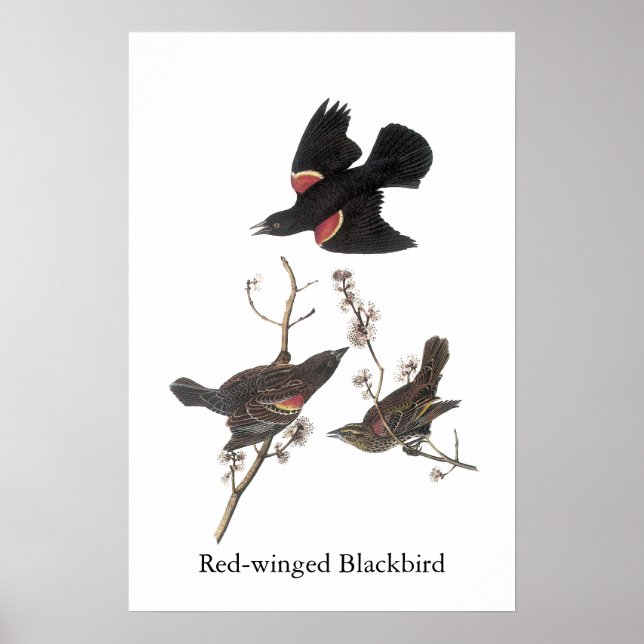 Póster Red Winged Blackbird, John Audubon (Frente)
