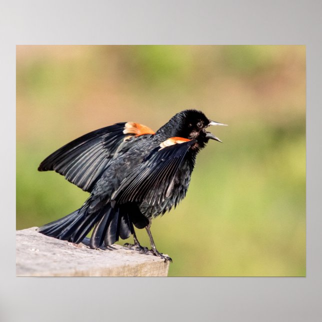 Póster Red Winged Blackbird Singing (Frente)