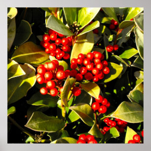 Póster Red winter berries in Jersey