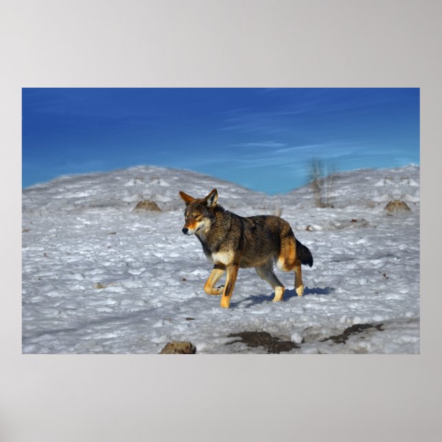 Poster Red Wolf Winter Fevereiro de 2011 (Frente)