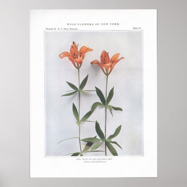 Póster Red, Wood ou Philadelphia Lily (Frente)