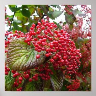 Poster Redberries