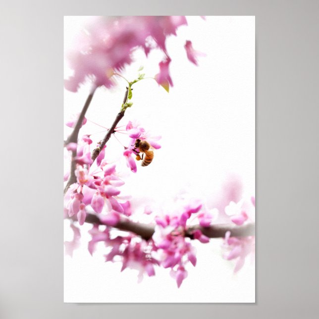 Poster Redbud & honeybee no Springtime (Frente)