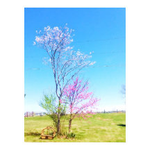 Redbud Oriental Fica Ao Lado Do Redcedar Oriental