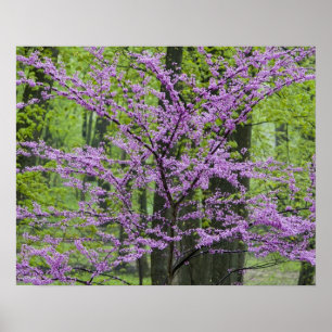 Póster Redbud trees in full spring bloom near Defiance