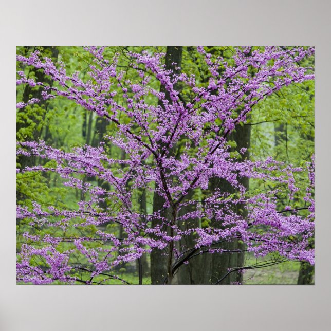Póster Redbud trees in full spring bloom near Defiance (Frente)
