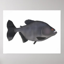 Poster Redeye Piranha