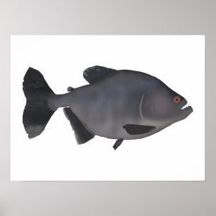 Poster Redeye Piranha