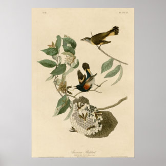 Póster Redstart Americano