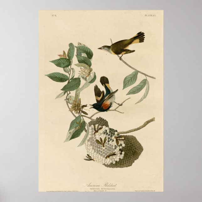 Póster Redstart Americano (Frente)