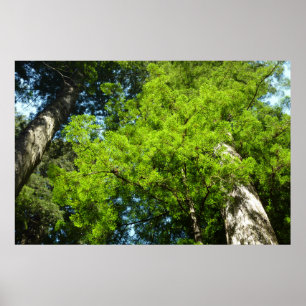 Poster Redwood Boughs no Parque Nacional de Redwood