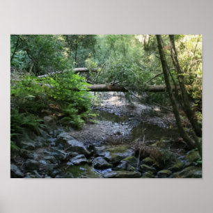 Póster "Redwood Creek", Muir Woods