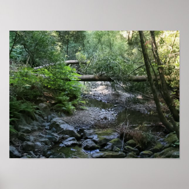 Póster "Redwood Creek", Muir Woods (Frente)