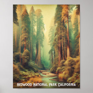 Poster Redwood National Park California