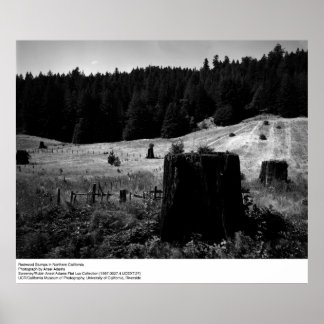 Poster Redwood Stumps by Ansel Adams