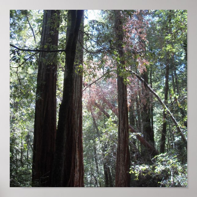 Poster Redwoods (Frente)