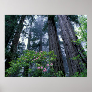 Poster Redwoods da Costa e Rhododendrons