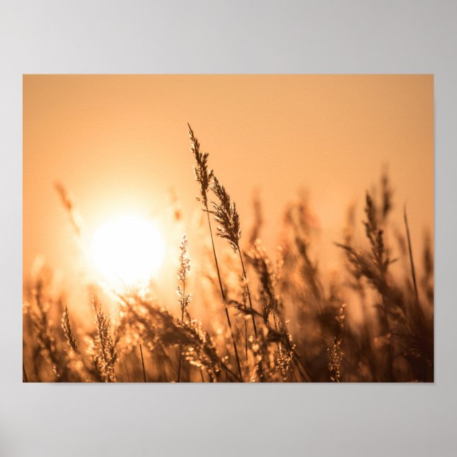 Poster Reed Sunset Nature Photo (Frente)