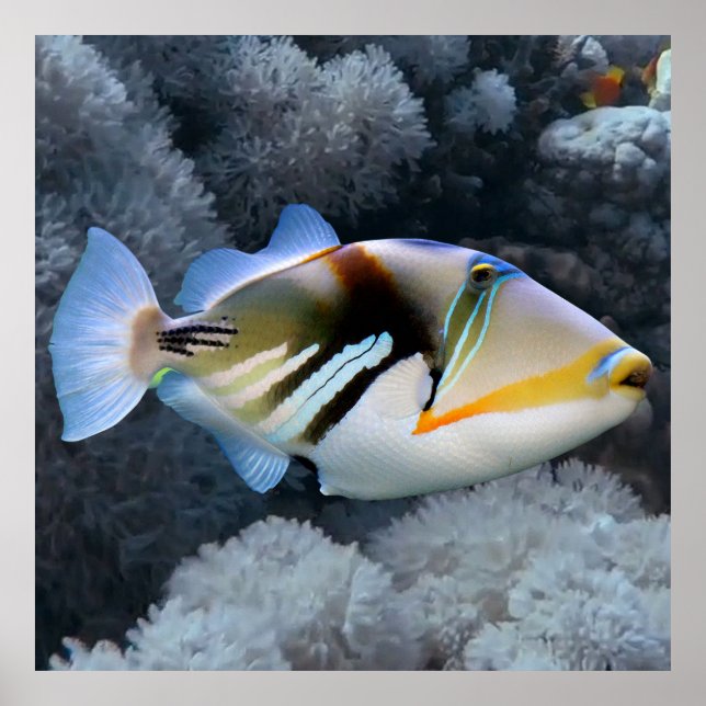 Poster Reef Triggerfish (Frente)