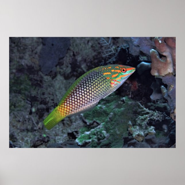 Poster Reef Wrasse (Frente)