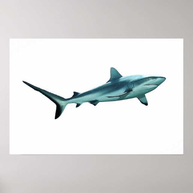 Poster Reefshark - Design abstrato - Cortar uma foto | (Frente)