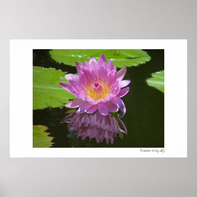 Póster Reflexão rosa (Frente)