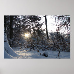 Poster Reflexão solar através das árvores