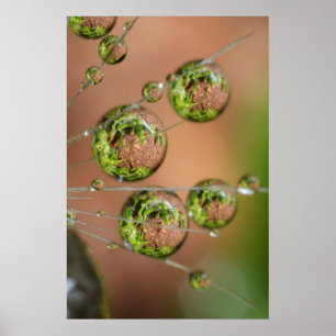 Poster Reflexo da gota de água