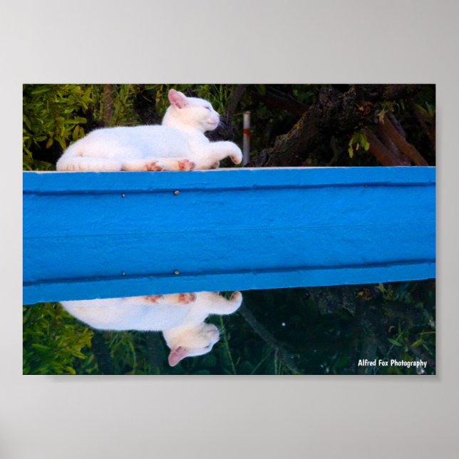 Poster Reflexo de um Gato Branco (Frente)