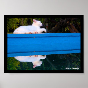 Poster Reflexo de um Gato Branco