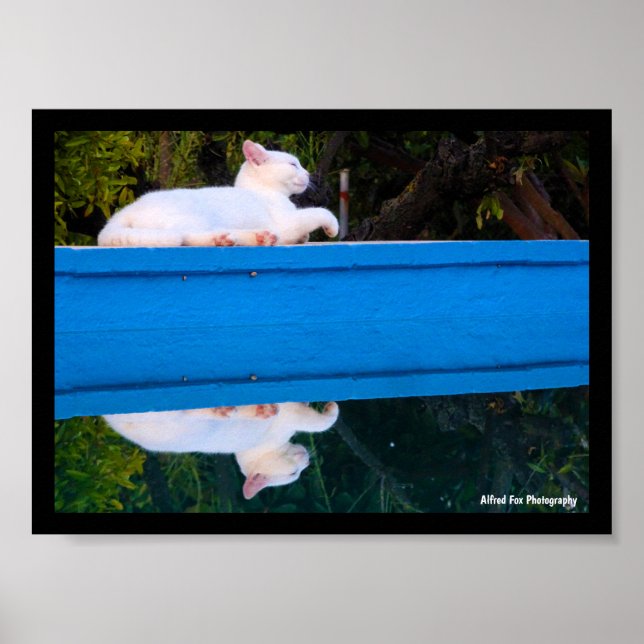 Poster Reflexo de um Gato Branco (Frente)