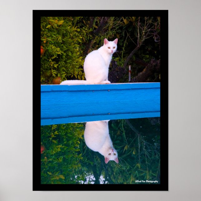Poster Reflexo de um Retrato de Gato Branco (Frente)