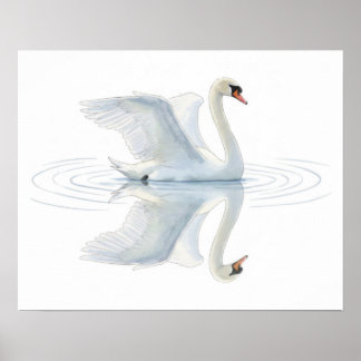 Poster Reflexo do Cisne