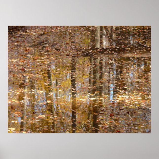 Poster Reflexo no Still Creek no Greenbelt Park (Frente)