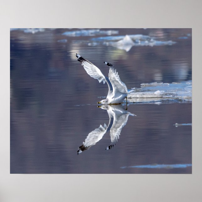 Póster Reflexões Gull 20x16 (Frente)