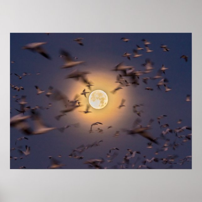 Poster Refúgio Nacional de Vida Selvagem Bosque del Apach (Frente)