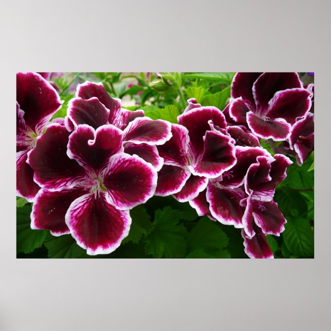 Poster Regal Geranium Flores Elegantes Maroon Floral Lugg (Frente)