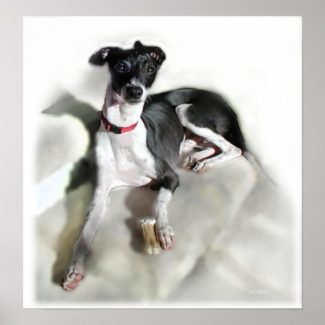 Poster Regal Iggie (Frente)