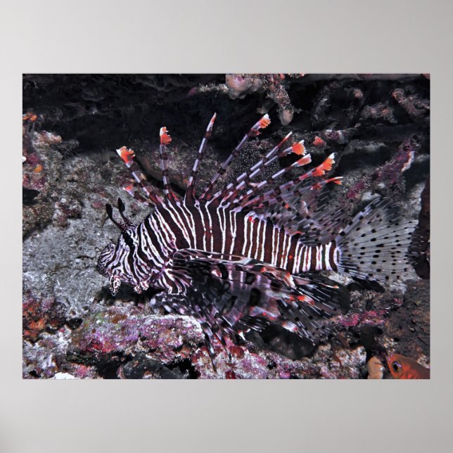 Poster Regal Lionfish (Frente)