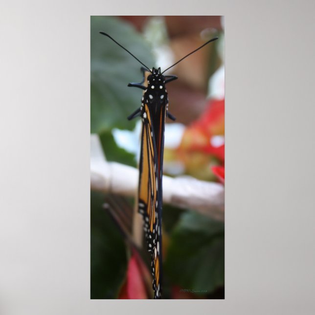 Póster Regal Posed Monarch (Frente)