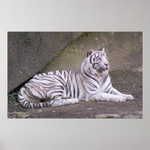 Póster Regal Repose