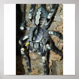 Póster Regalis de Poecilotheria em vista completa