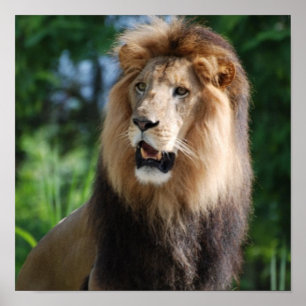 Poster régio do leão