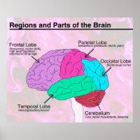 Regiões e partes do cérebro
