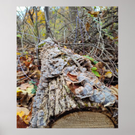 Poster Registro de Árvore do Barnacle