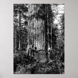 POSTER REGISTROS DO CANADÁ PARK PARK 1910