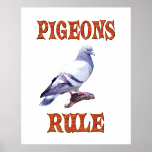 Póster Regra dos pombos
